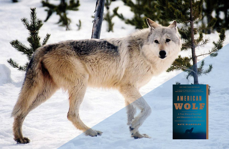American Wolf, The True Story of Survival & Obsession in the West